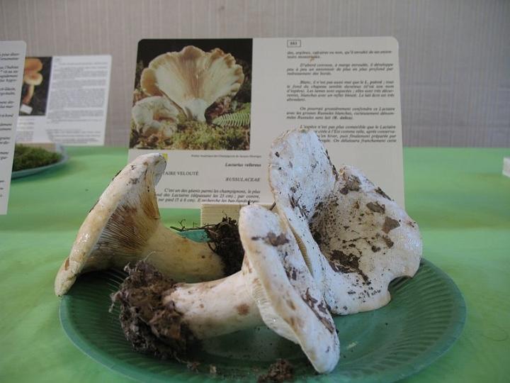 2008 10 Expo Bergerie Rambouillet 22